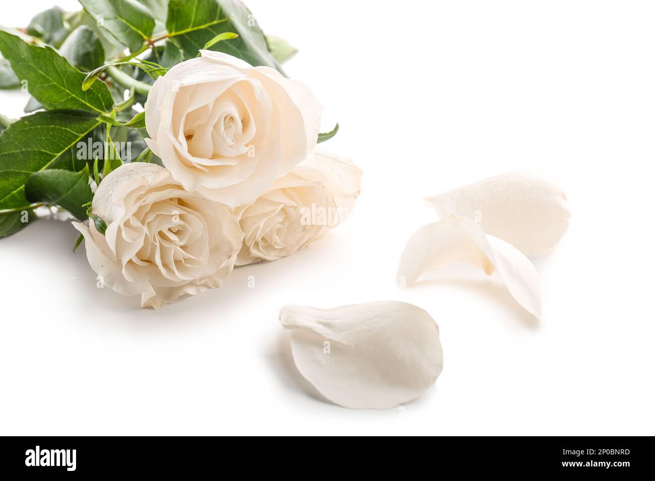 Fresh rose flowers isolated on white background, closeup Stock Photo ...