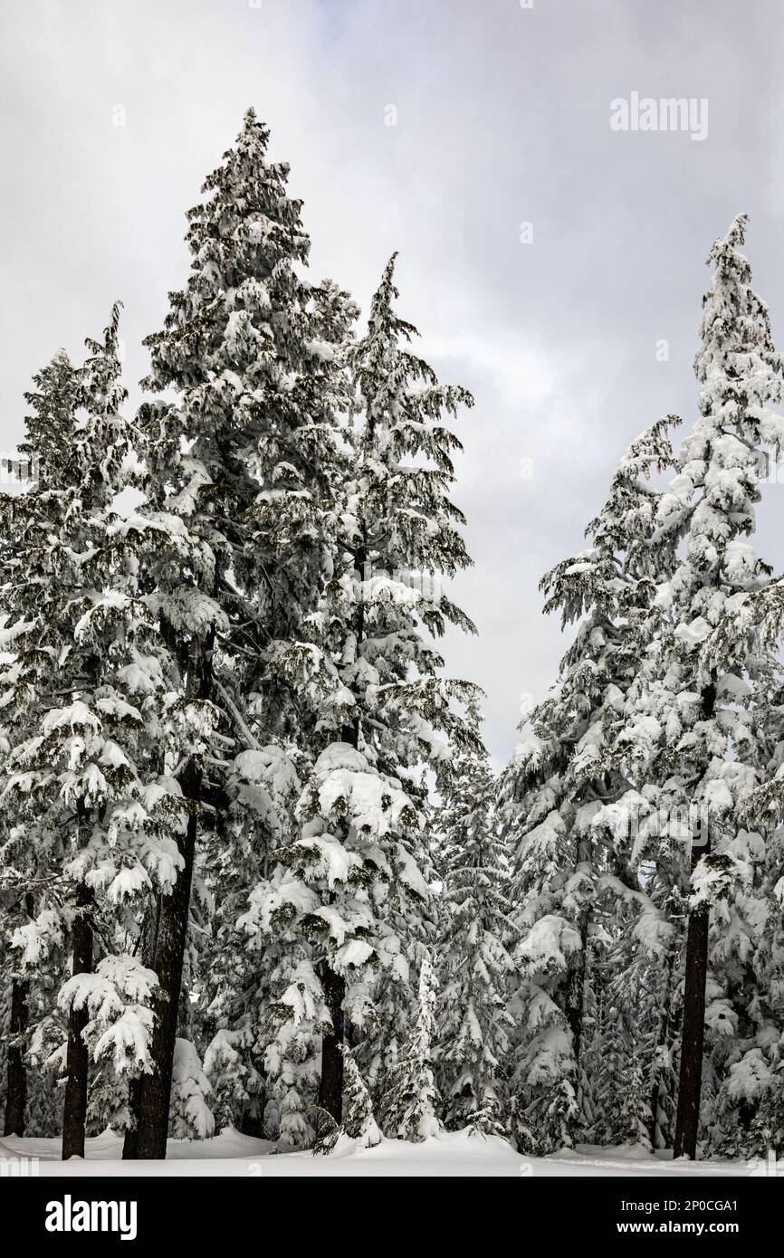 WA2317400...WASHINGTON Crosscountry ski trail heading through the