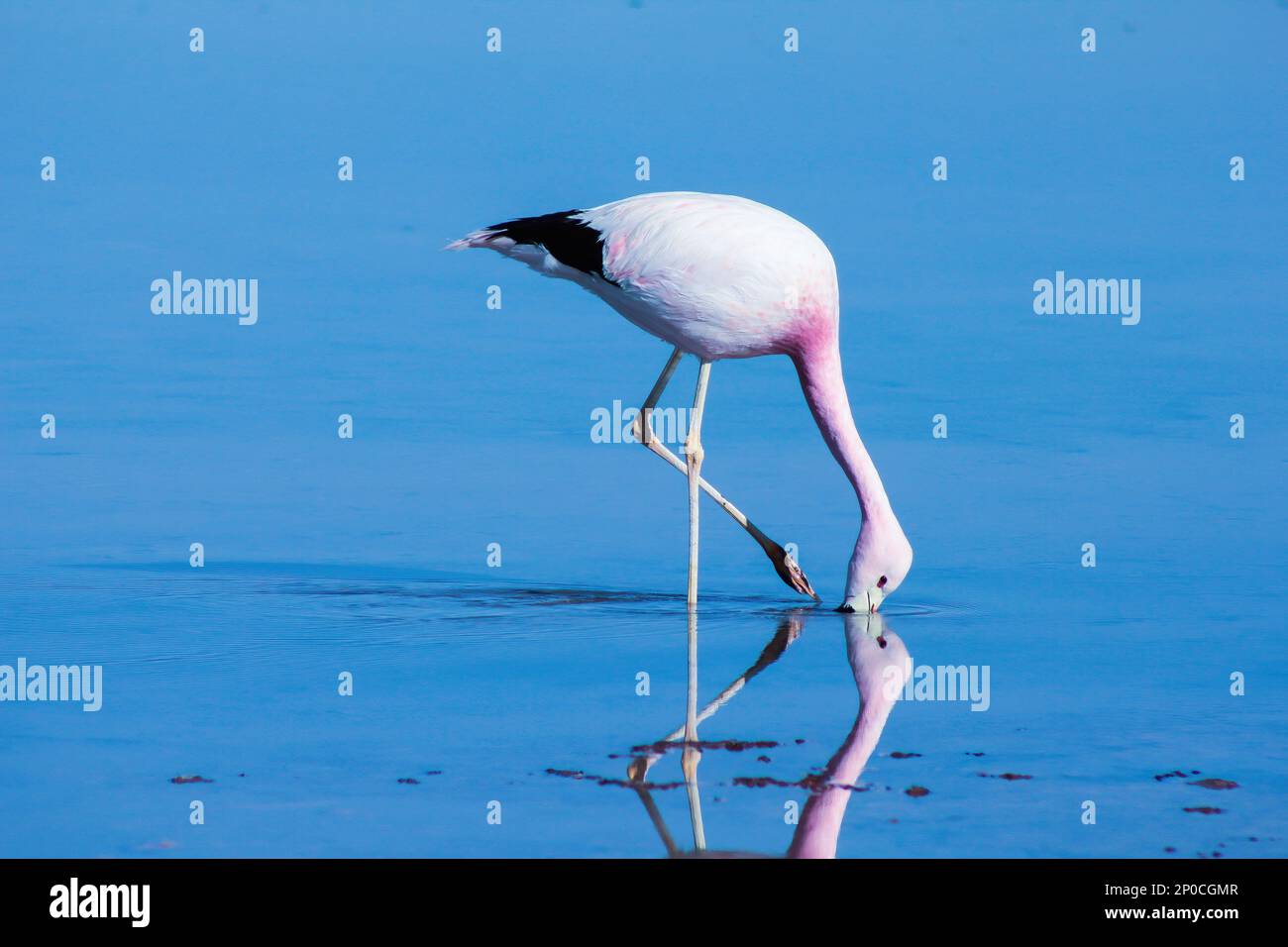 Um flamingo no deserto do Atacama na região de São Pedro do Atacama no Chile Stock Photo