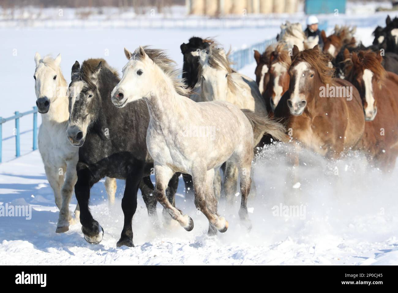 Horses are running around an 800-meter track at Tokachi Bokujo ranch, part  of the National Livestock Breeding Center in Otofukecho, Hokkaido, Jan.10,  2017. The center provided the practice to make up for