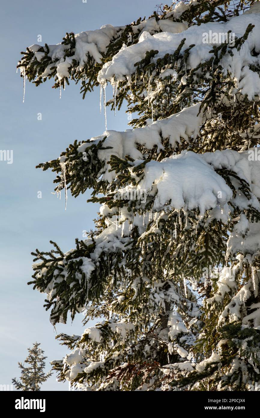 WA23196-00...WASHNGTON - A warn day after a snow storm in the Okanogan-Wenatchee National Forest. Stock Photo