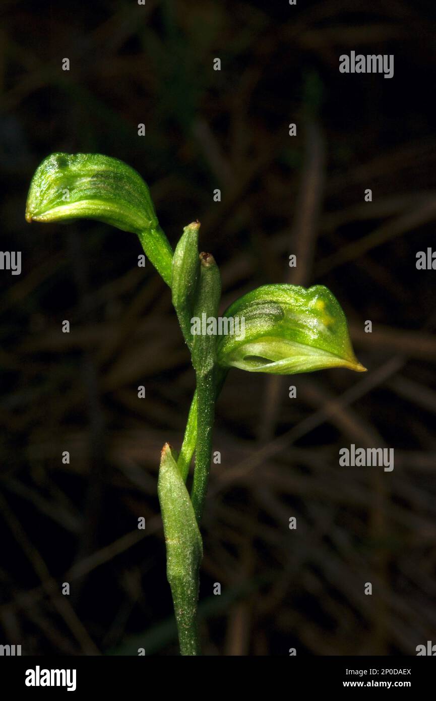 Tall Greenhood orchids (Pterostylis Longifolia) are not really tall - rarely more than 20 cms., but their multiple flowers make them easy to spot. Stock Photo
