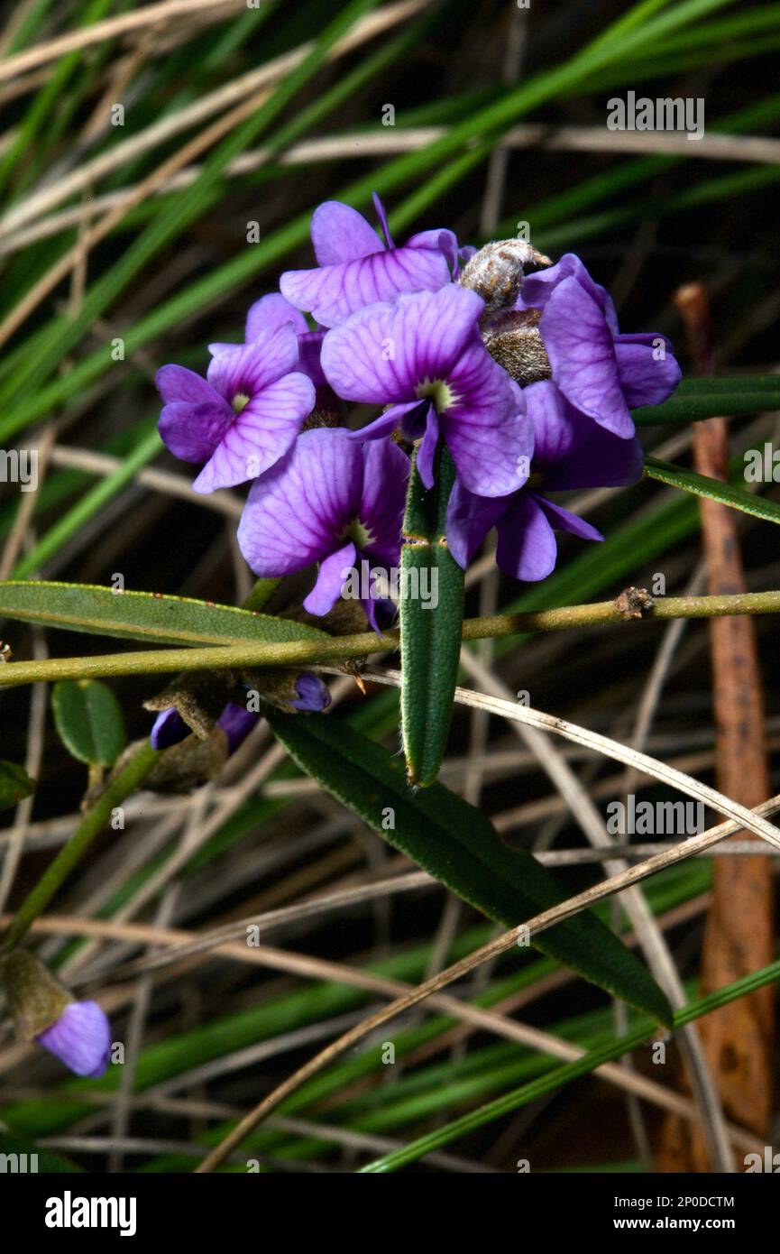 Blue Bonnet or Bird's Eye, (Hovea Linearis) has blue flowers, but the camera's sensitivity to ultra violet light makes them look purple. Stock Photo