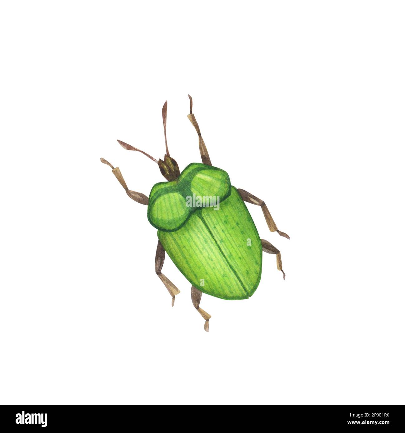 Realistic beetles insect isolated on white background. Watercolor hand drawn animal bugs coleoptera llustration for design banner, poster. Stock Photo