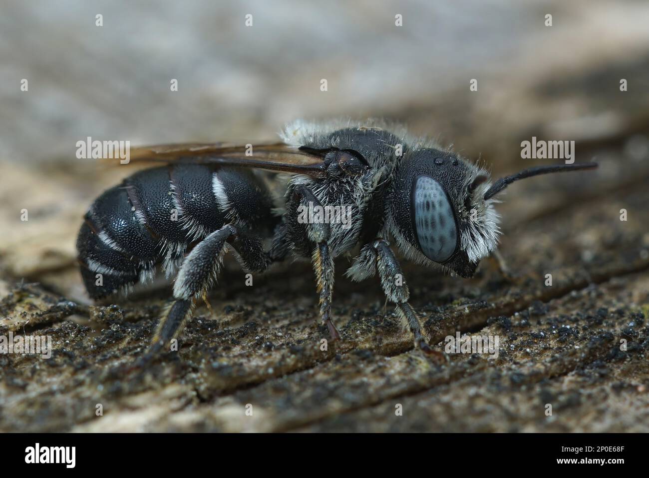 Closeup of a female of the blue-eyed, snail-housing, Spined Mason Bee or Osmia spinulosa sitting on wood Stock Photo