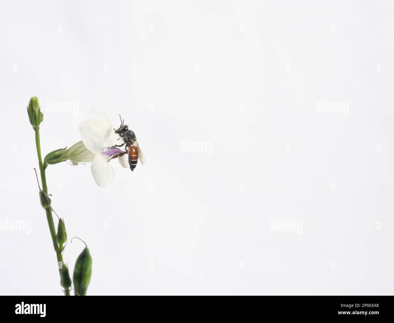 Red dwarf honey bee seeking nectar on white Chinese violet or coromandel or creeping foxglove ( Asystasia gangetica ) blossom in field on white backgr Stock Photo