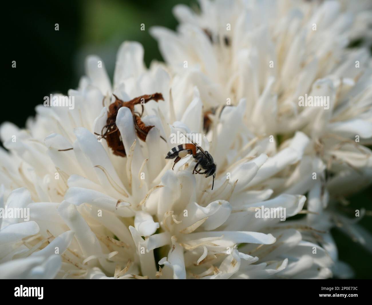 Group of Red dwarf Honey bee on Robusta coffee blossom on tree plant with green leaf with black color in background. Petals and white stamens Stock Photo