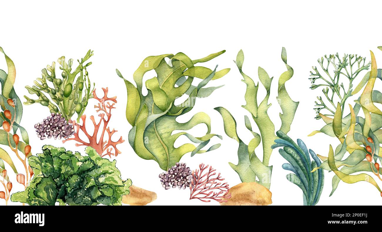Seamless banner of colorful sea plants watercolor illustration isolated on white. Ascophyllum, kelp, seaweeds hand drawn. Design element for signboard Stock Photo