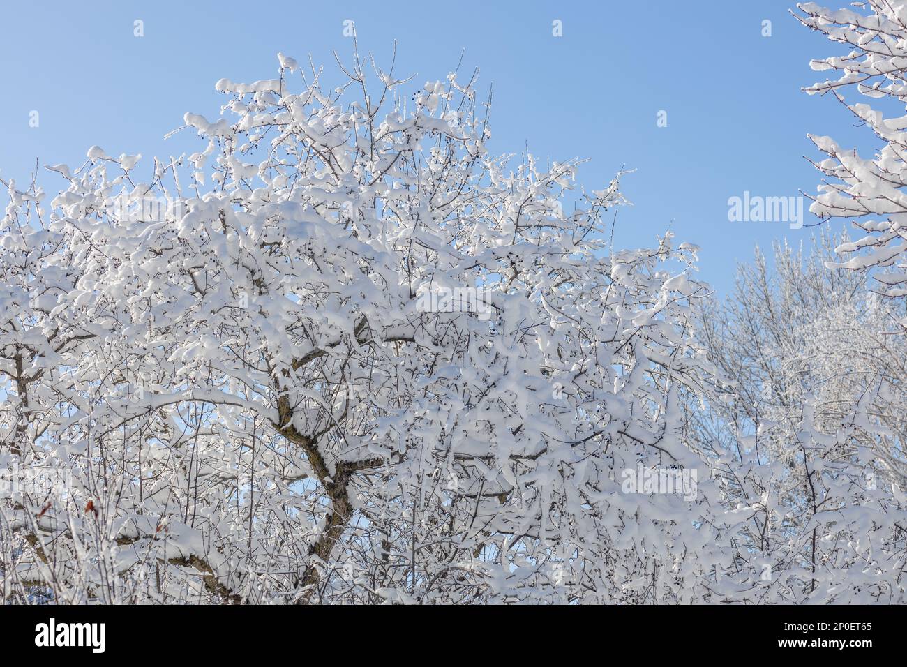 This image shows a close-up abstract texture background of woodland treetop branches covered with heavy snow, against a blue sky background. Stock Photo