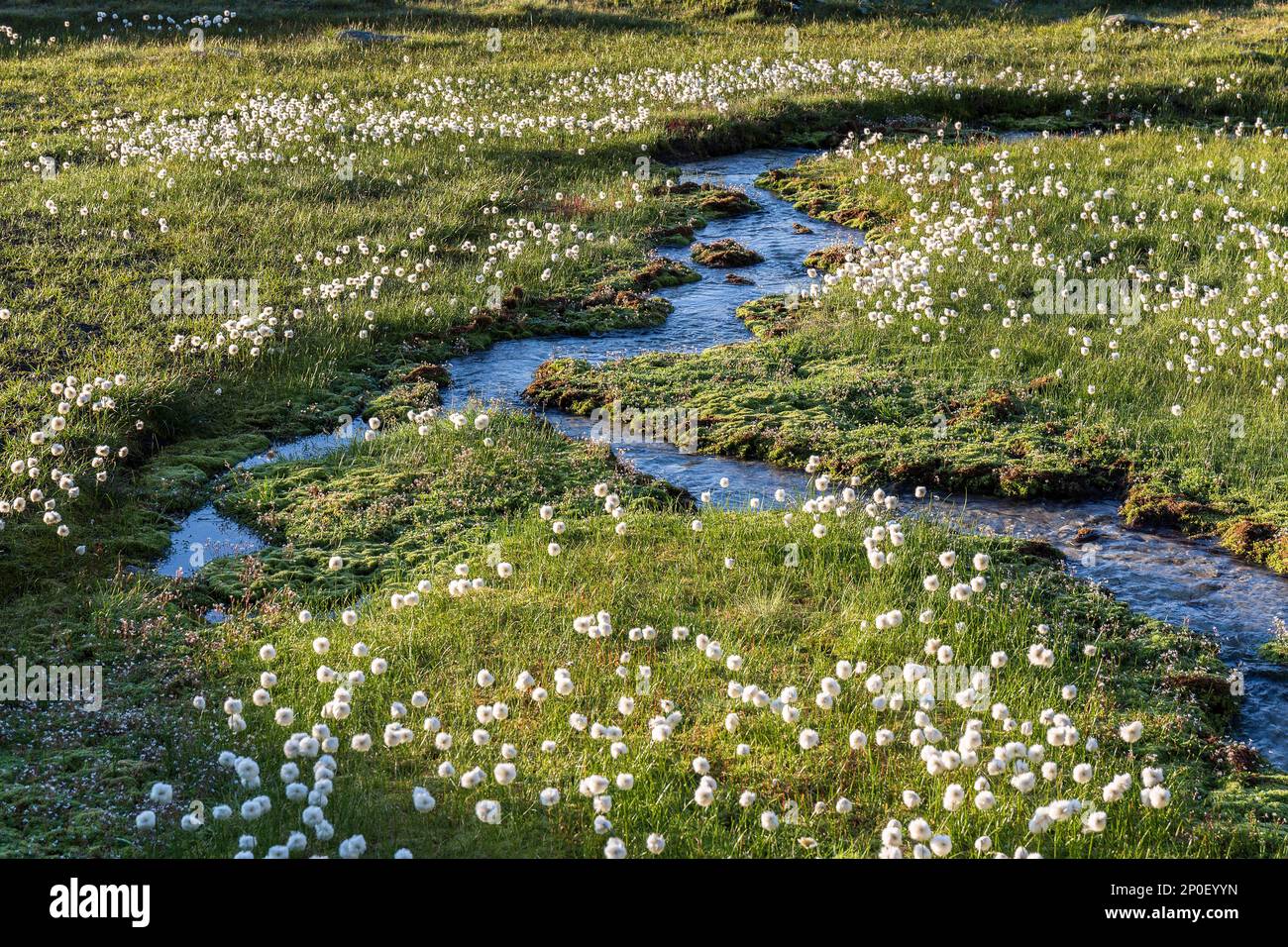 Alpine flora cottongrass (eriophorum) over the Swiss Grimsel Alps in the morning sunrise hours with mountain river and meadow Stock Photo