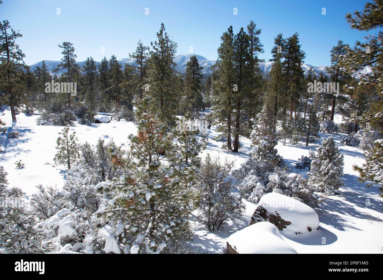 Big Bear City, California, USA. 2nd Mar, 2023. After the biggest snow