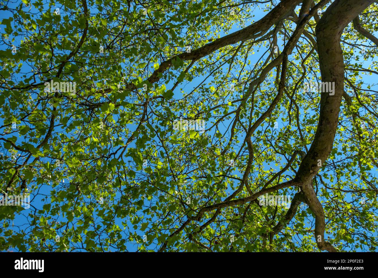 Maple-leaved plane tree (Platanus) Stock Photo