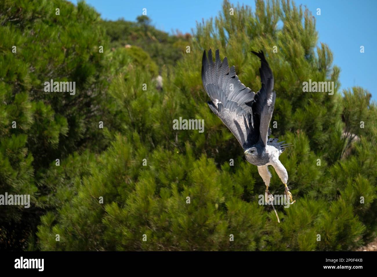 Chilean Blue Eagle at Mount Calamorro Stock Photo Alamy