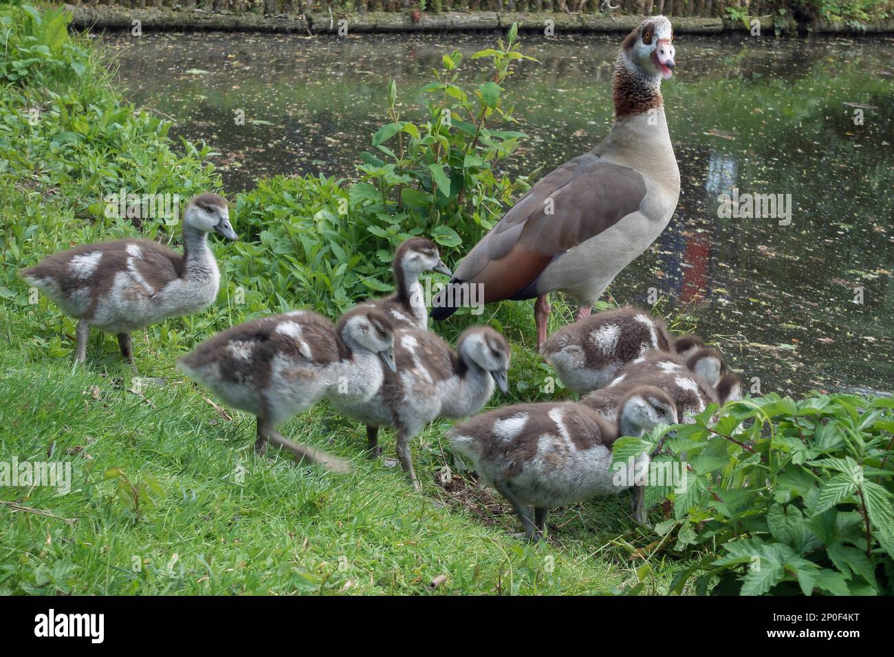 Egyptian Geese (alopochen aegyptiacus) with Goslings Stock Photo Alamy