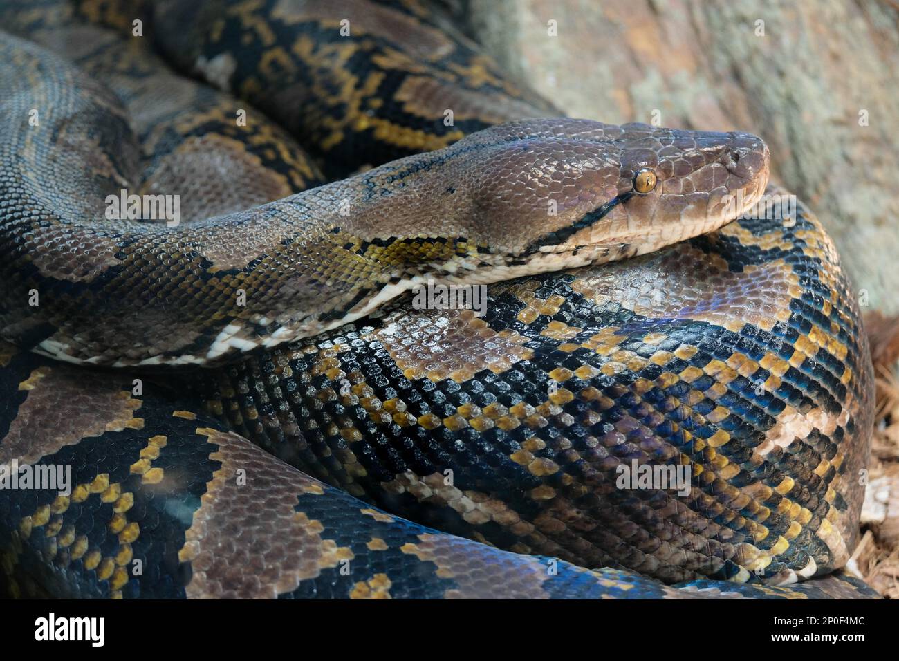 FUENGIROLA, ANDALUCIA/SPAIN - JULY 4 : Reticulated Python (Python ...