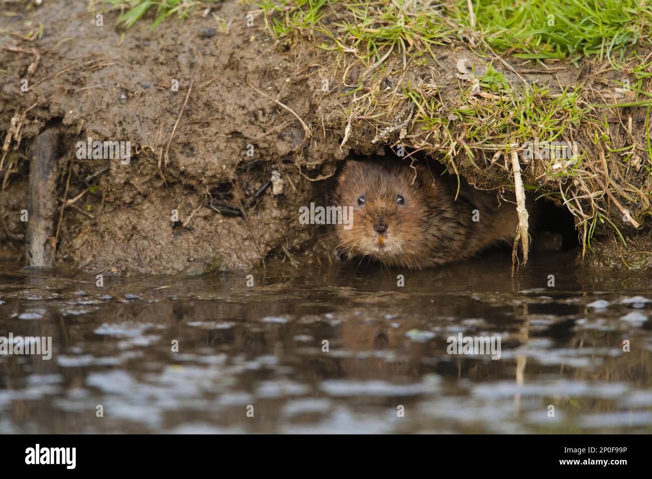 Eastern vole, Eastern vole, european water vole (Arvicola amphibius), Large voles, Water rat, Scherrat, Moll mouse, Water rats, Scherrat, Moll mouse Stock Photo