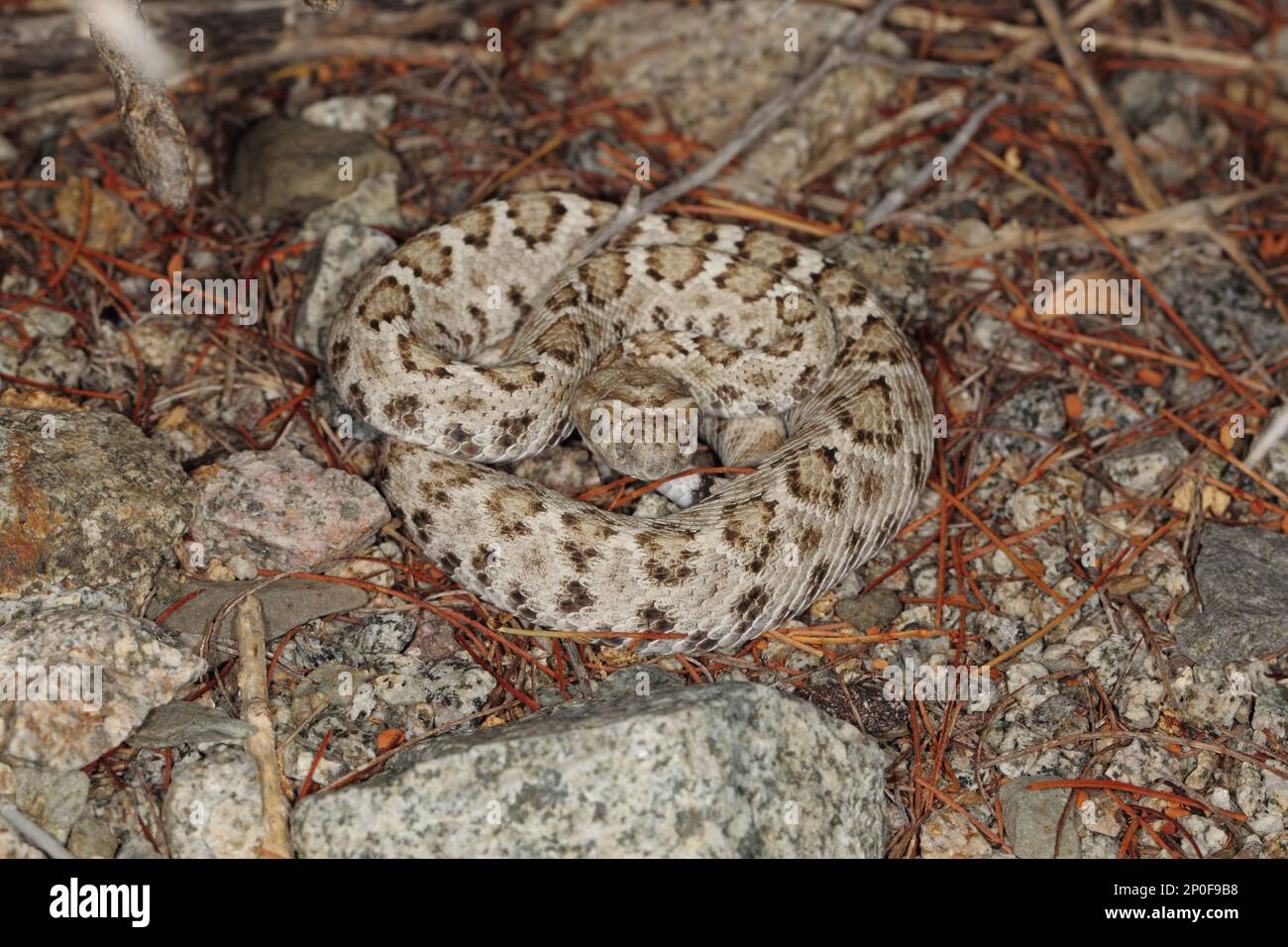 Santa Catalina Rattleless Rattlesnake (Crotalus catalinensis) adult, Isla Santa Catalina, Gulf of California, Baja California Sur, Mexico Stock Photo