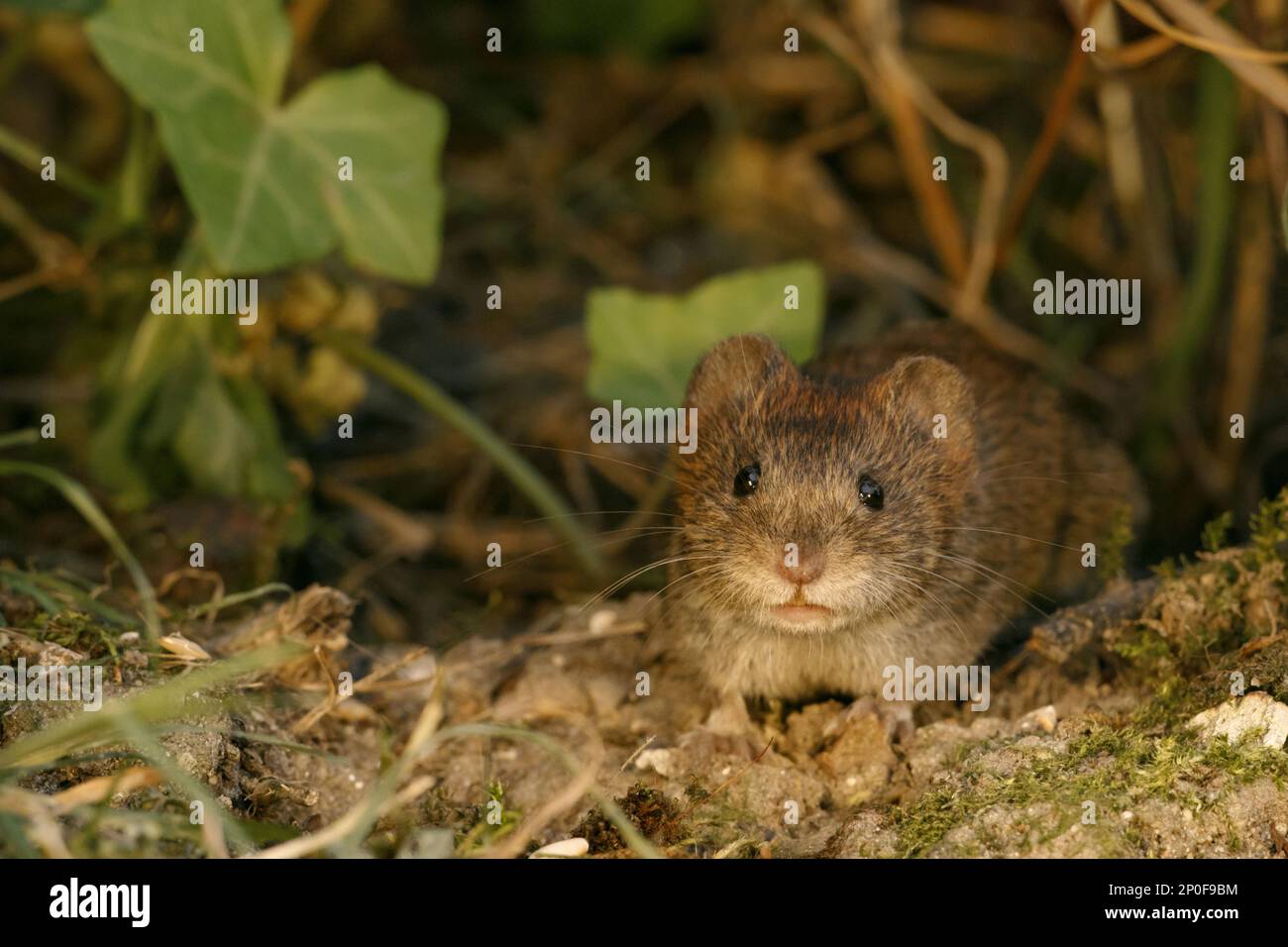 Bank voles (Clethrionomys glareolus) Red Vole, Red Vole, Vole, Vole ...