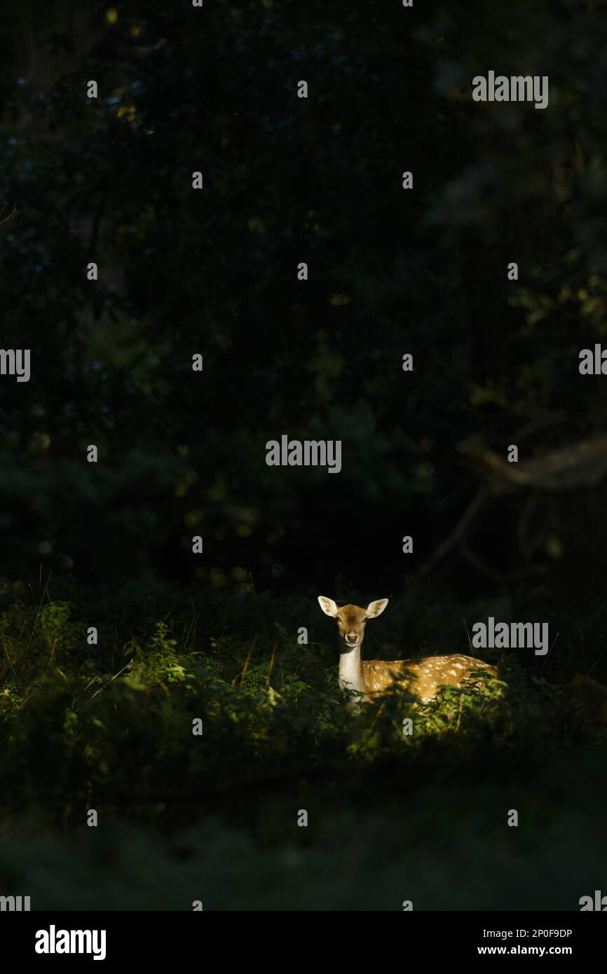 Fallow Deer (Dama dama), fallow deer Deer, ungulates, mammals, animals, Fallow Deer Adult female standing in shaft of light in woodland, North Stock Photo