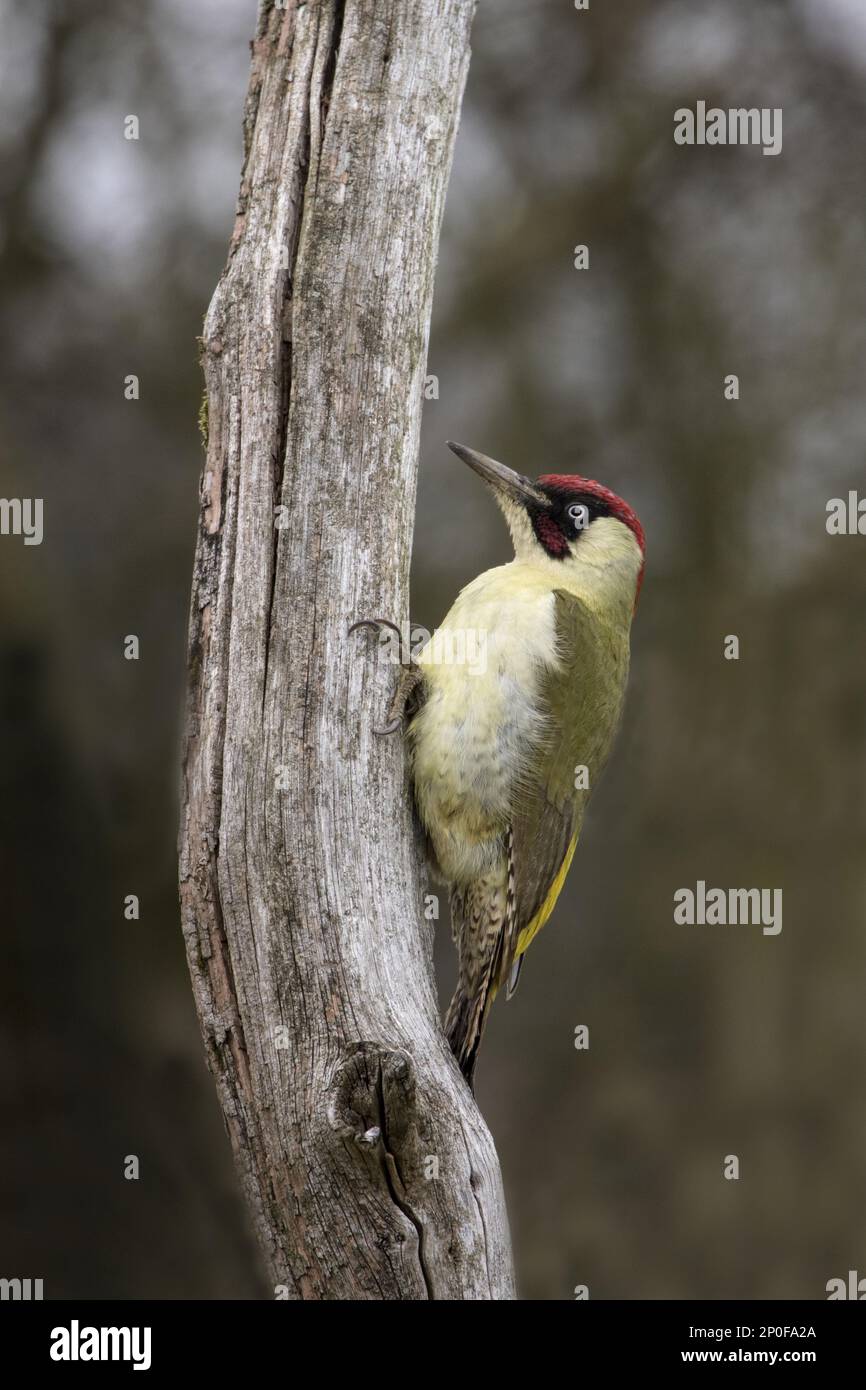 Green Woodpecker, Green Woodpeckers, Woodpeckers, Animals, Birds, Woodpeckers, Male Green Woodpecker on tree stump Stock Photo