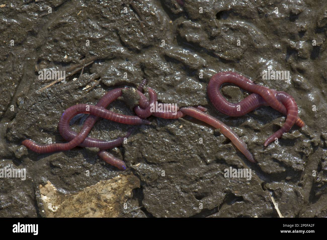 Eisenia fetida, compost worm, dung worm, stink worm, compost worms, dung worms, stink worms, compost rain worm, compost rain worms, animals, Other Stock Photo