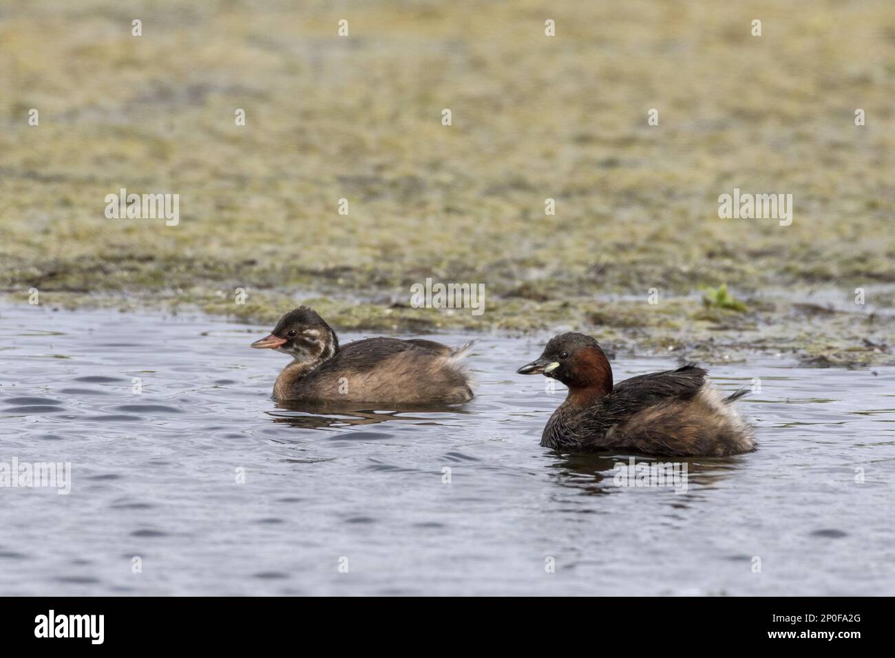Podiceps ruficollis, Little Grebe, animals, birds, grebe, Little Grebe adult with young Stock Photo