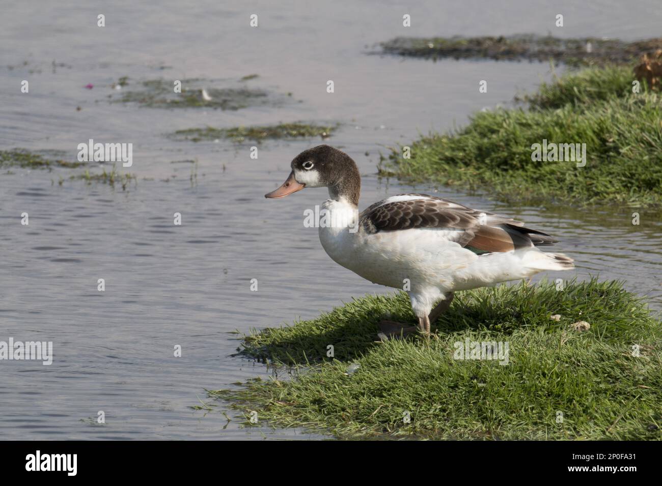 Common Shelduck (Tadorna tadorna) Juvenile, Deepdale Marsh Norfolk, July Stock Photo