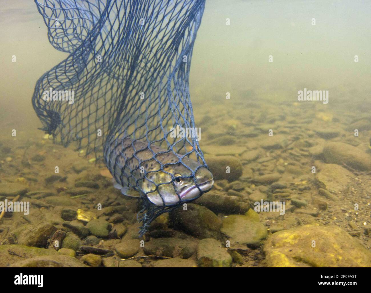 Fish caught in the net hi-res stock photography and images - Alamy
