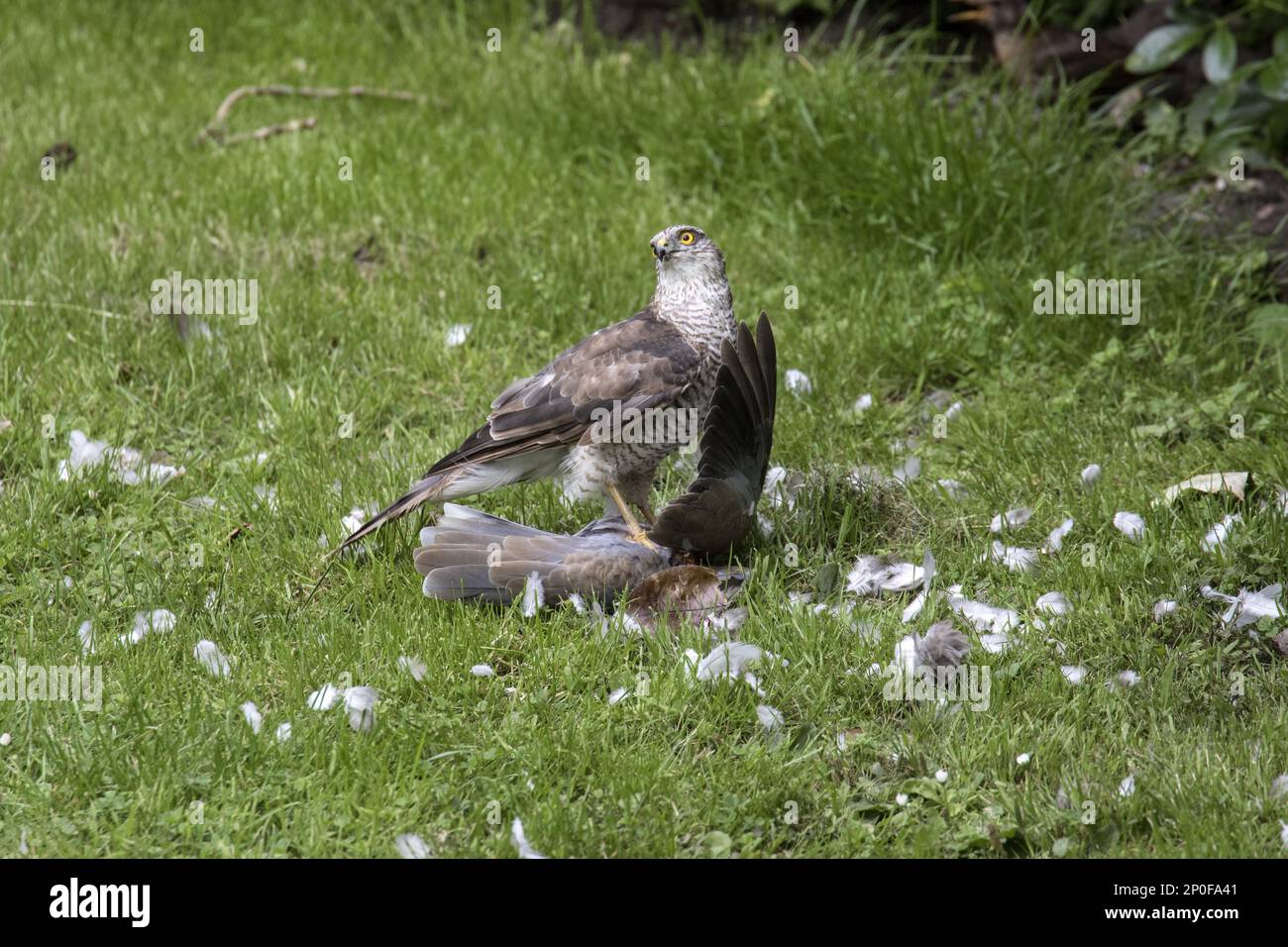 Young sparrowhawk eats young coal pigeon Stock Photo