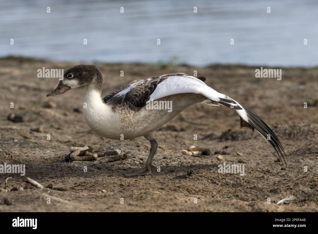 Common Shelduck (Tadorna tadorna) Juvenile wing stretching., Deepdale Marsh Norfolk, July Stock Photo