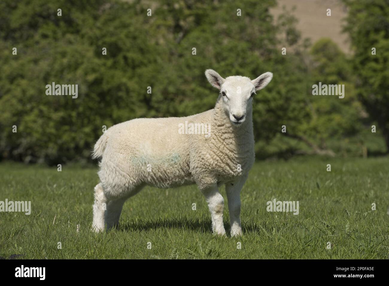 Young Cheviot lamb on spring pasture in Downland, Berkshire Stock Photo