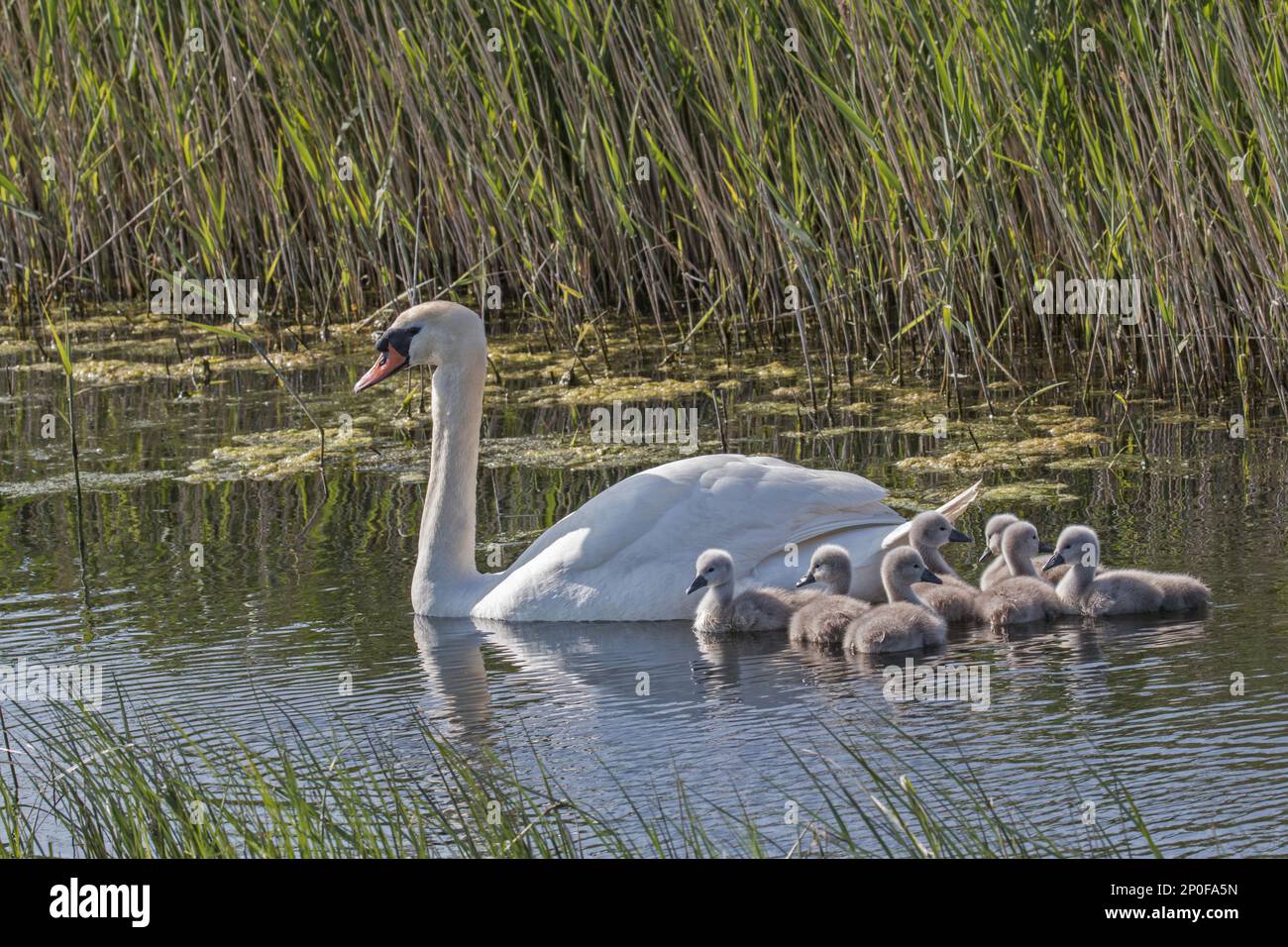 Mute Swan, Mute Swans, Goose Birds, Swans, Animals, Birds, Female Mute