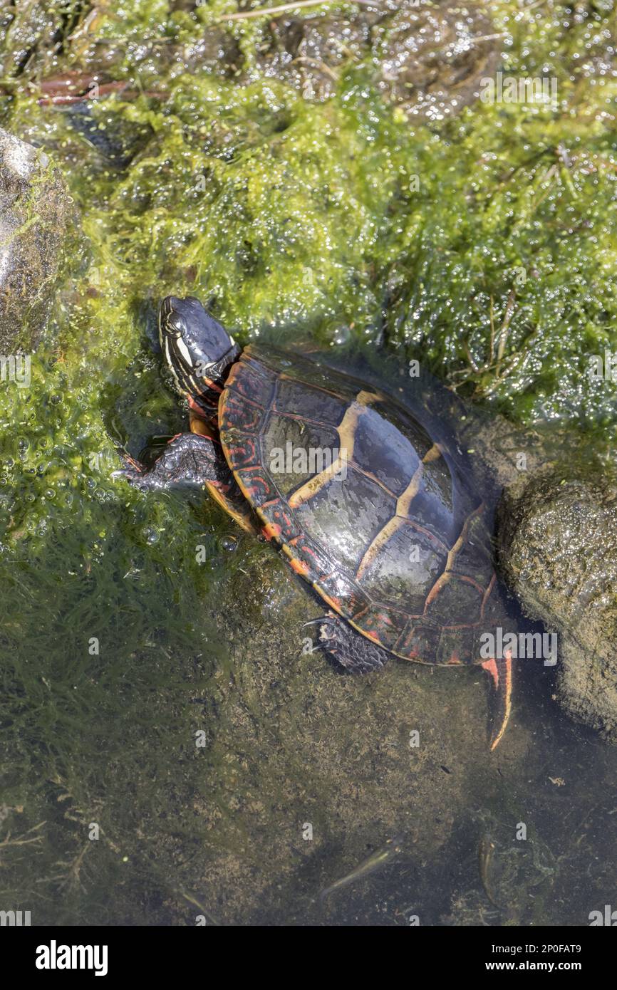 Eastern Painted Turtle, Eastern Painted Turtle, Eastern Painted Turtles