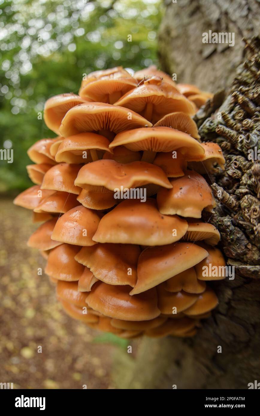 Fruiting body of flammulina (Flammulina velutipes), cluster growing on trunk of english oak (Quercus robur) in deciduous woodland, Cannock Chase Stock Photo
