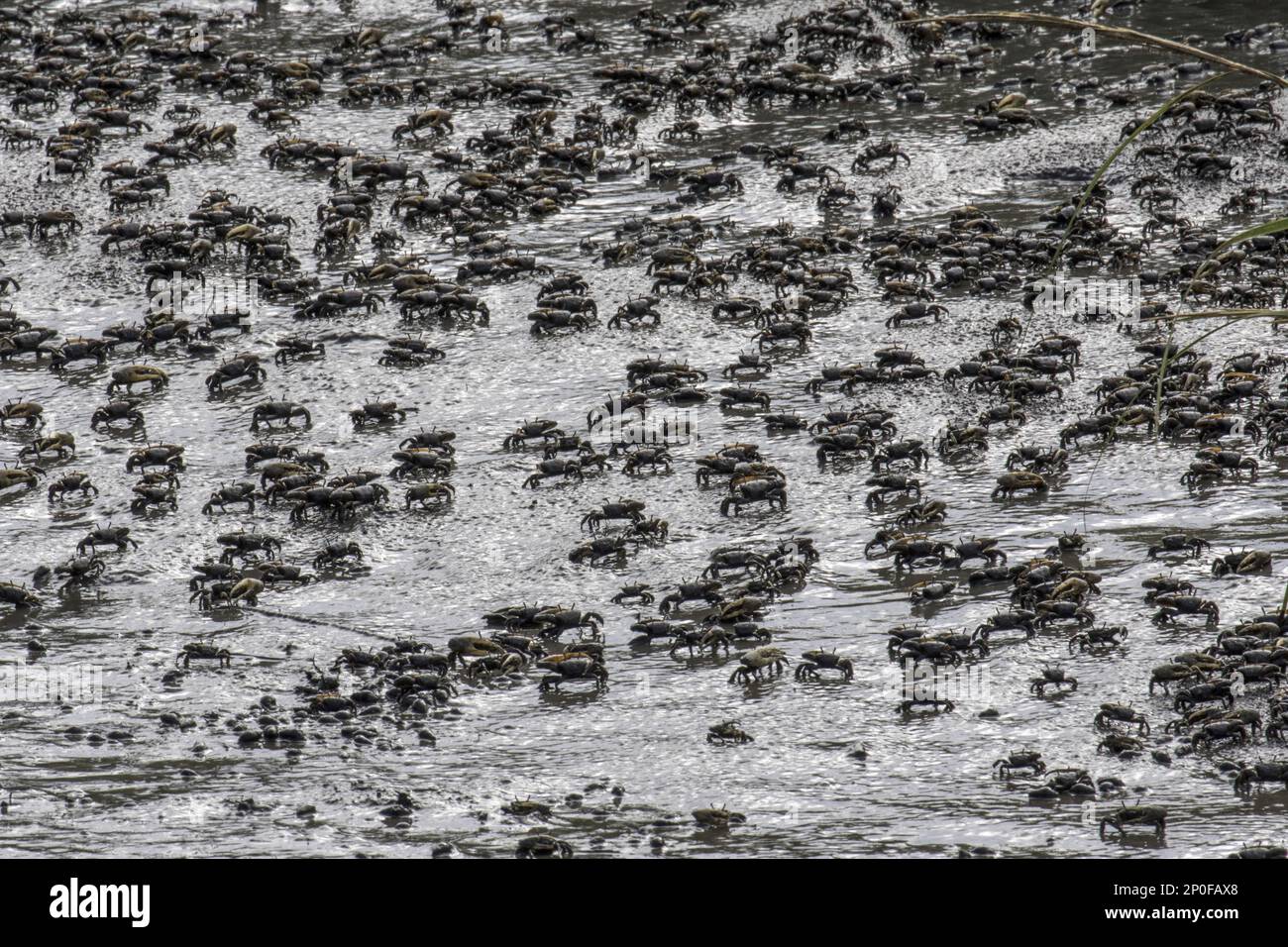Mud Fiddler Crabs, Mud Crabs, Mud Fiddler Crabs, Other Animals, Crabs, Crustaceans, Animals, Atlantic mud Fiddler Crabs at Cape May, East Coast USA Stock Photo