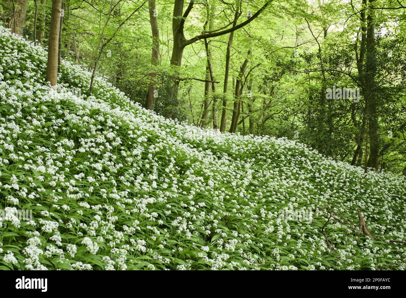 Flower mass of ramsons (Allium ursinum), growing in old deciduous woods, Ilam, Staffordshire, England, United Kingdom Stock Photo