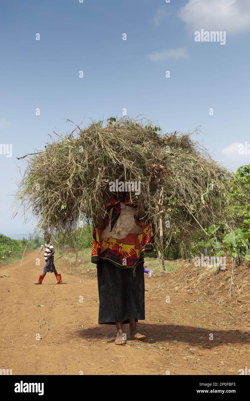 Rwandan lady with lots of grass on her head walking barefoot along a dusty path. Rwanda Stock Photo