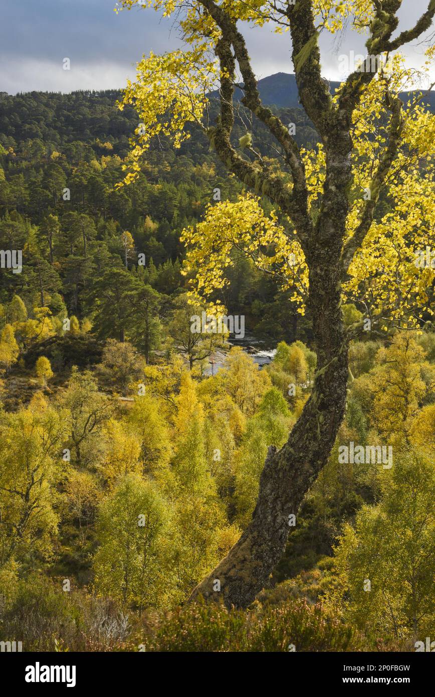 Warty birch (Betula pendula) and scots pine (Pinus sylvestris) woodland