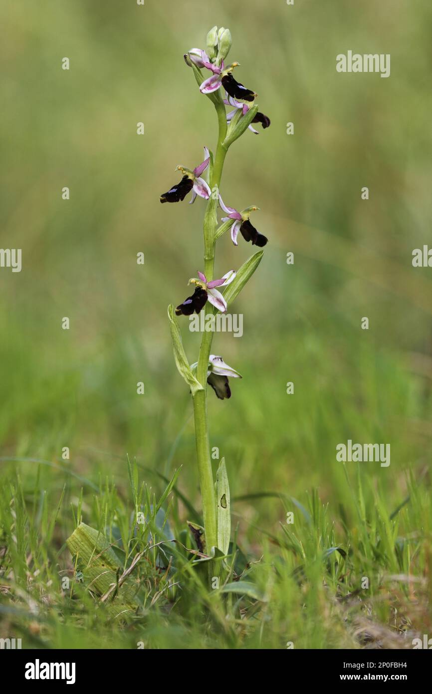 Balearic orchid (Ophrys balearica) Endemic to the Balearic Islands, single-stemmed with open flowers Stock Photo