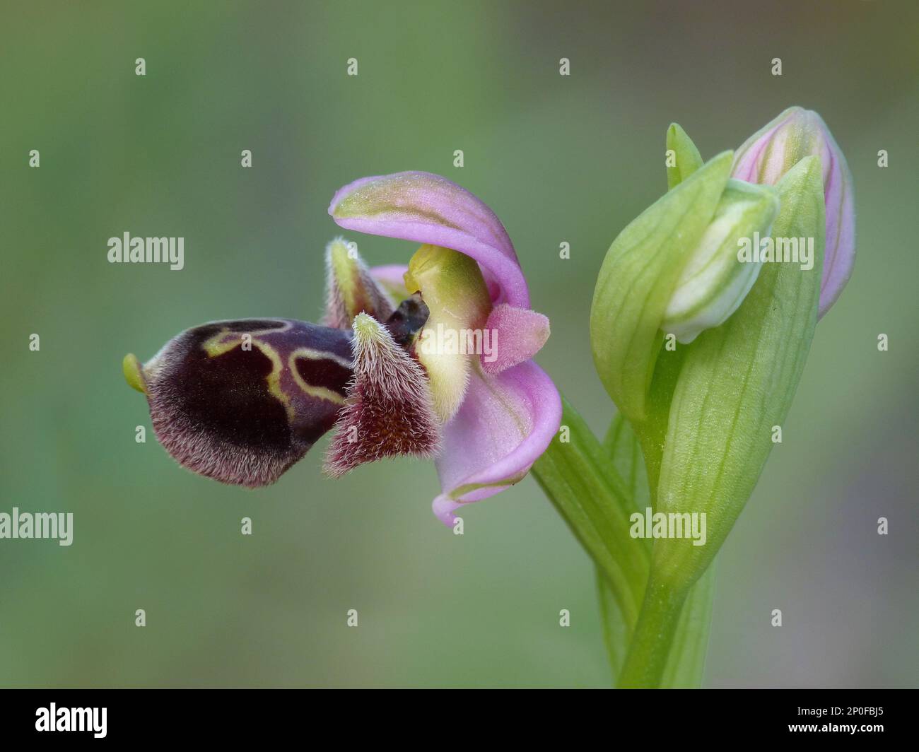 Umbilicata, Carmel's Ragwort, Attic Ragwort, Orchids Umbilicata Close up of flower, Cyprus, March 2015 Stock Photo