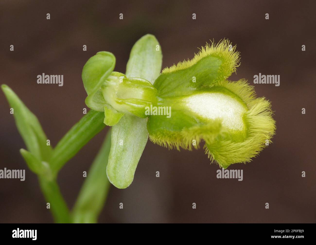 Mirror orchid (Ophrys speculum) apocromatic form, close-up of a single flower, Menorca, Balearic Islands Stock Photo