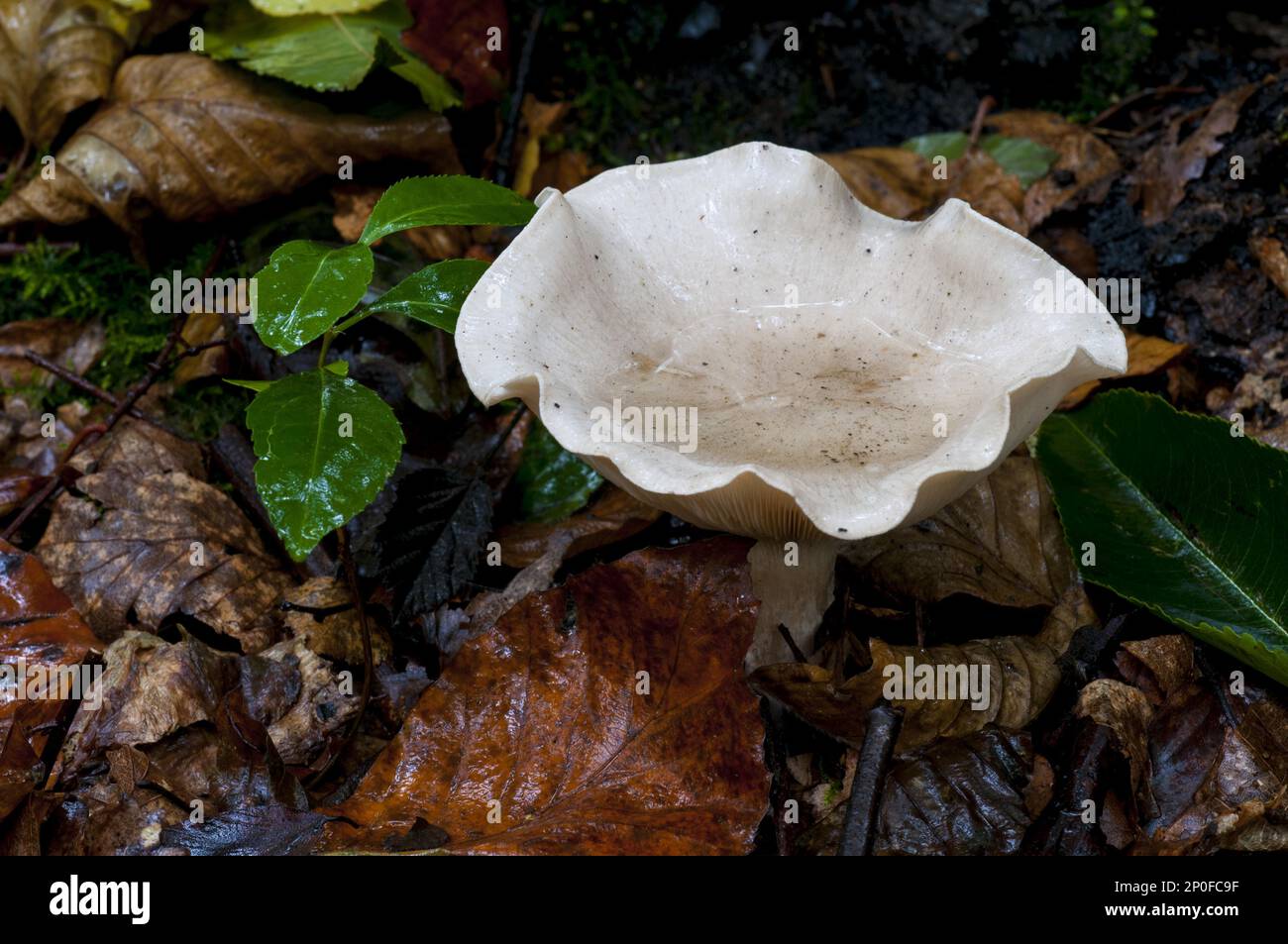 Clouded funnel fungus (Clytocybe nebularis) collecting rainwater in Clumber Park, Nottinghamshire Stock Photo