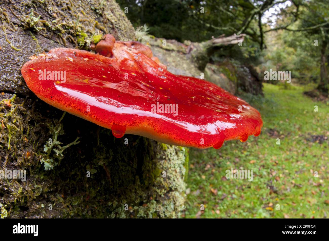 beefsteak-fungus-fistulina-hepatica-growing-on-a-dead-fallen-tree-in
