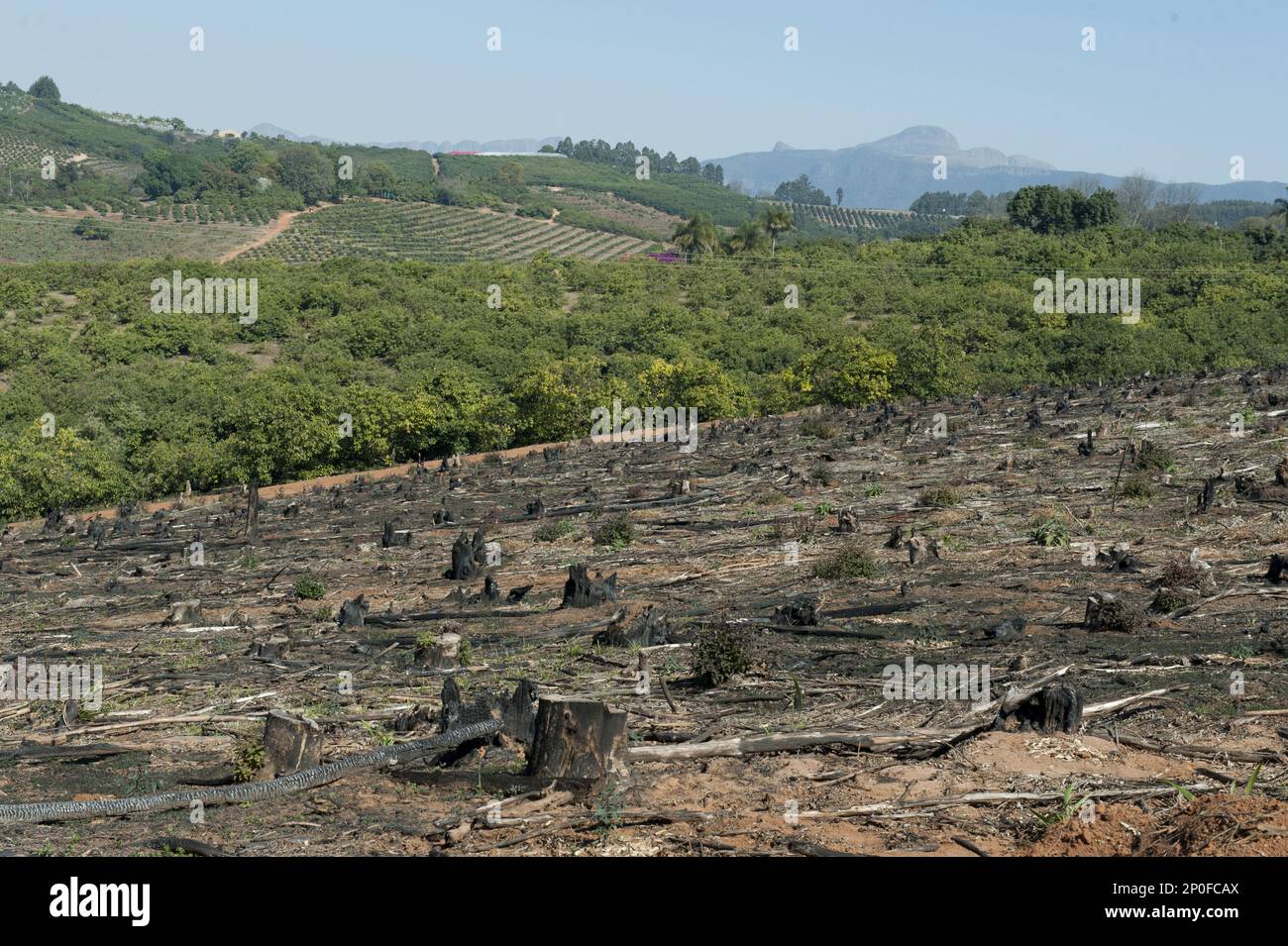 Harvested forest, Agatha, Tzaneen district, Limpopo province, South Africa Stock Photo