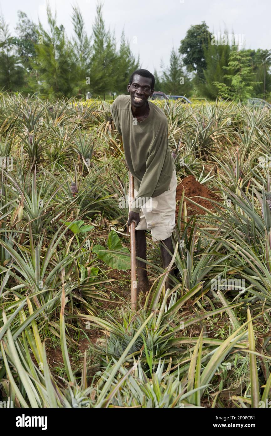 Pineapple farmer, Rwanda Stock Photo