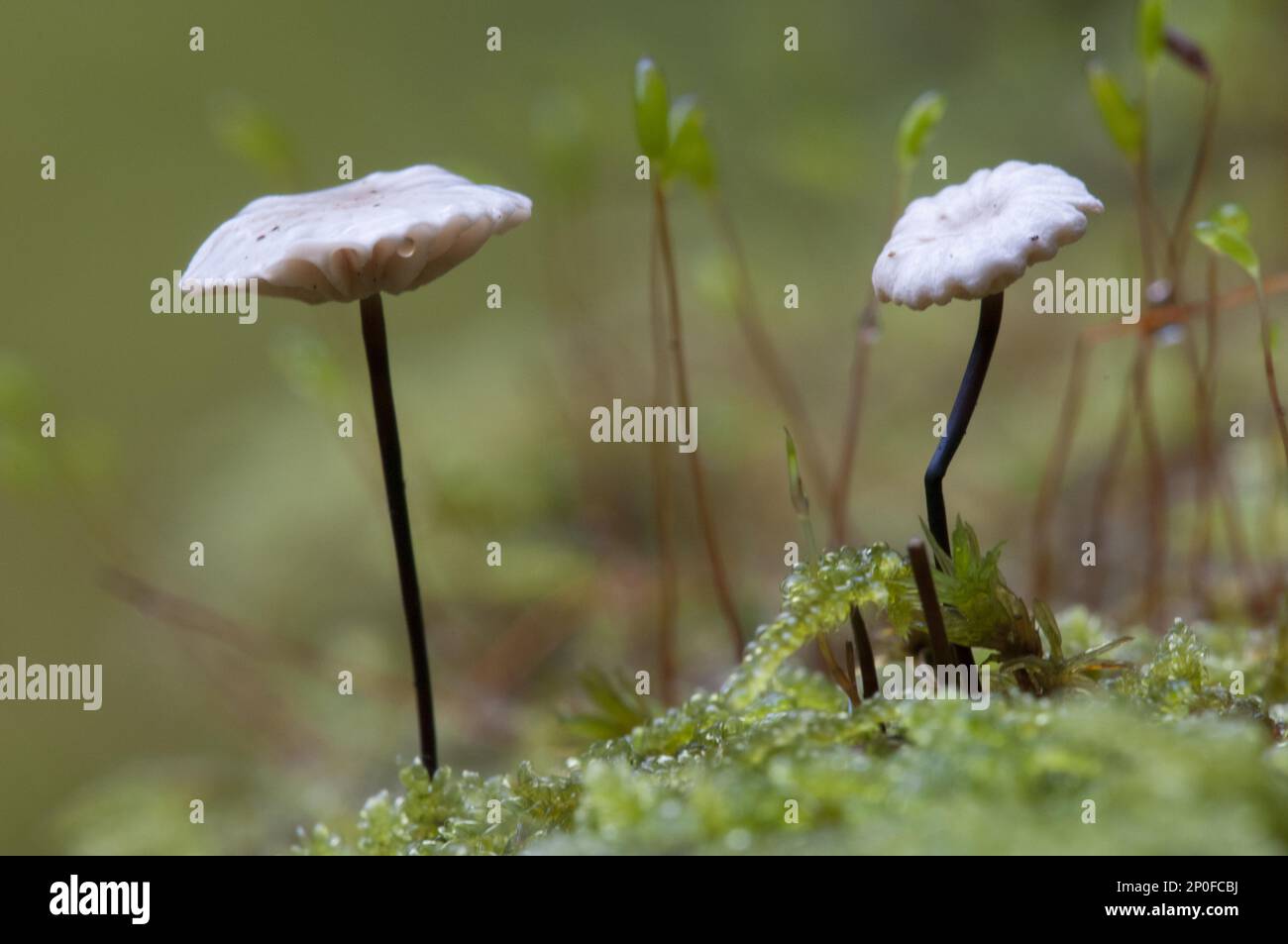 Collared parachute (Marasmius rotula) growing on moss-covered dead wood in the New Forest, Hampshire Stock Photo