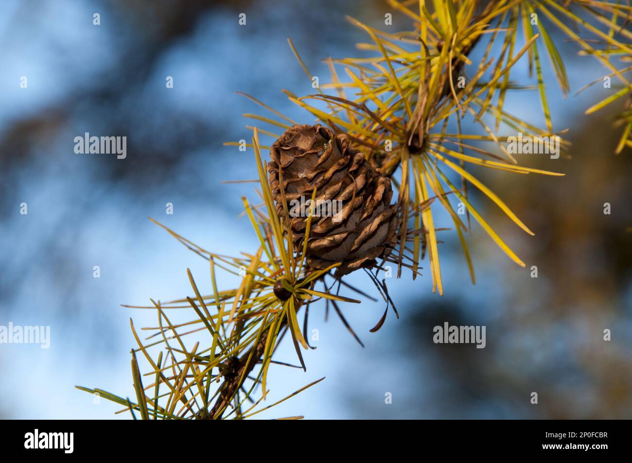 Detail of needles and cone of Japanes larch (Larix kaempferi) in autumn colours against a deep blue sky at Boltby Forest in the North York Moors Stock Photo