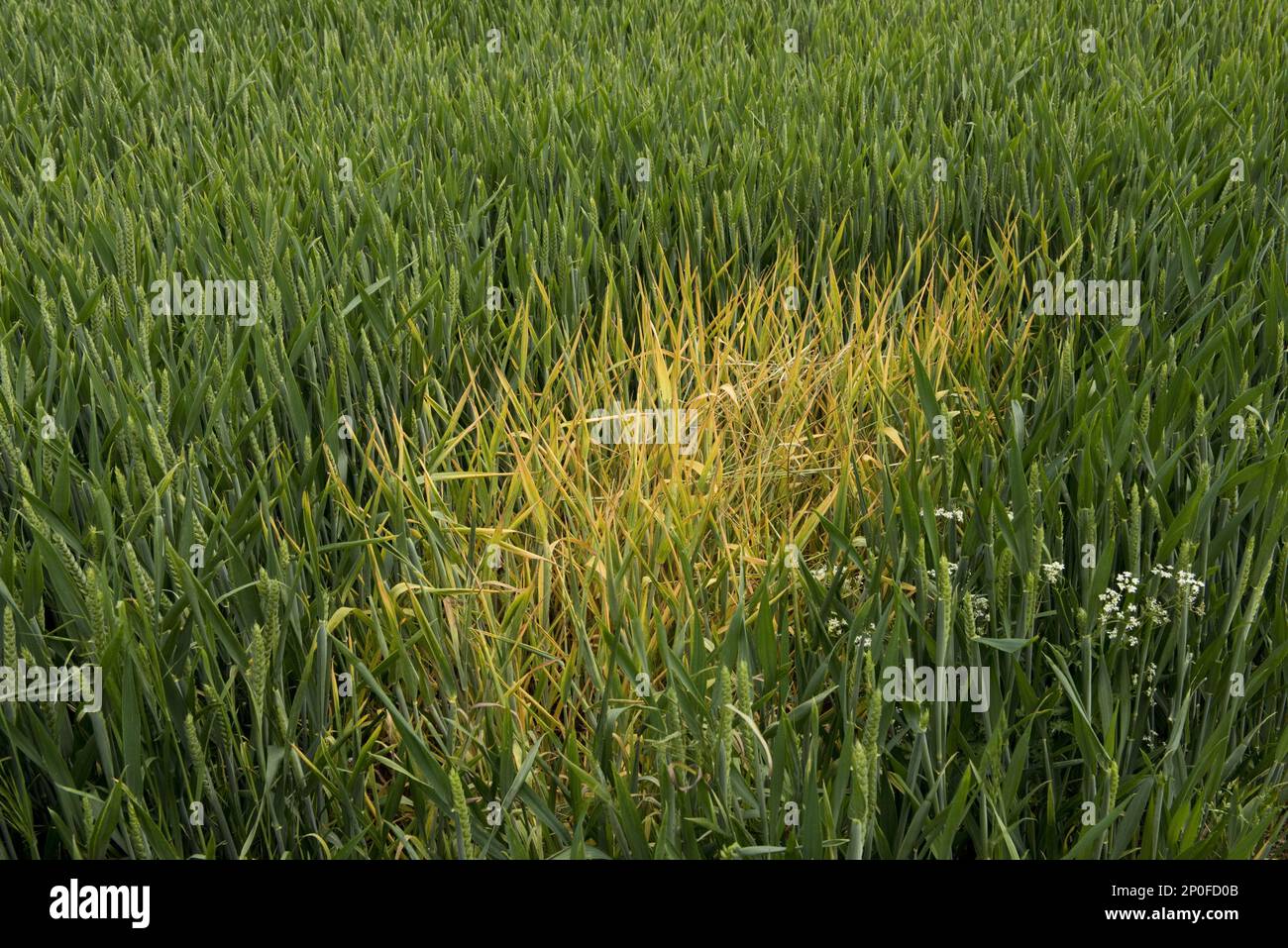Localised Spots Spot treatment of glyphosate on switchgrass to control localised spots ...