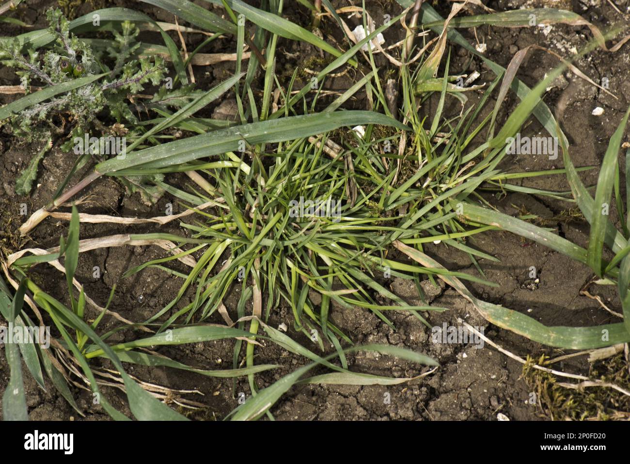 Blackgreass, Alopecurus myosuroides, young prostrate grass weed in a winter wheat crop Stock Photo
