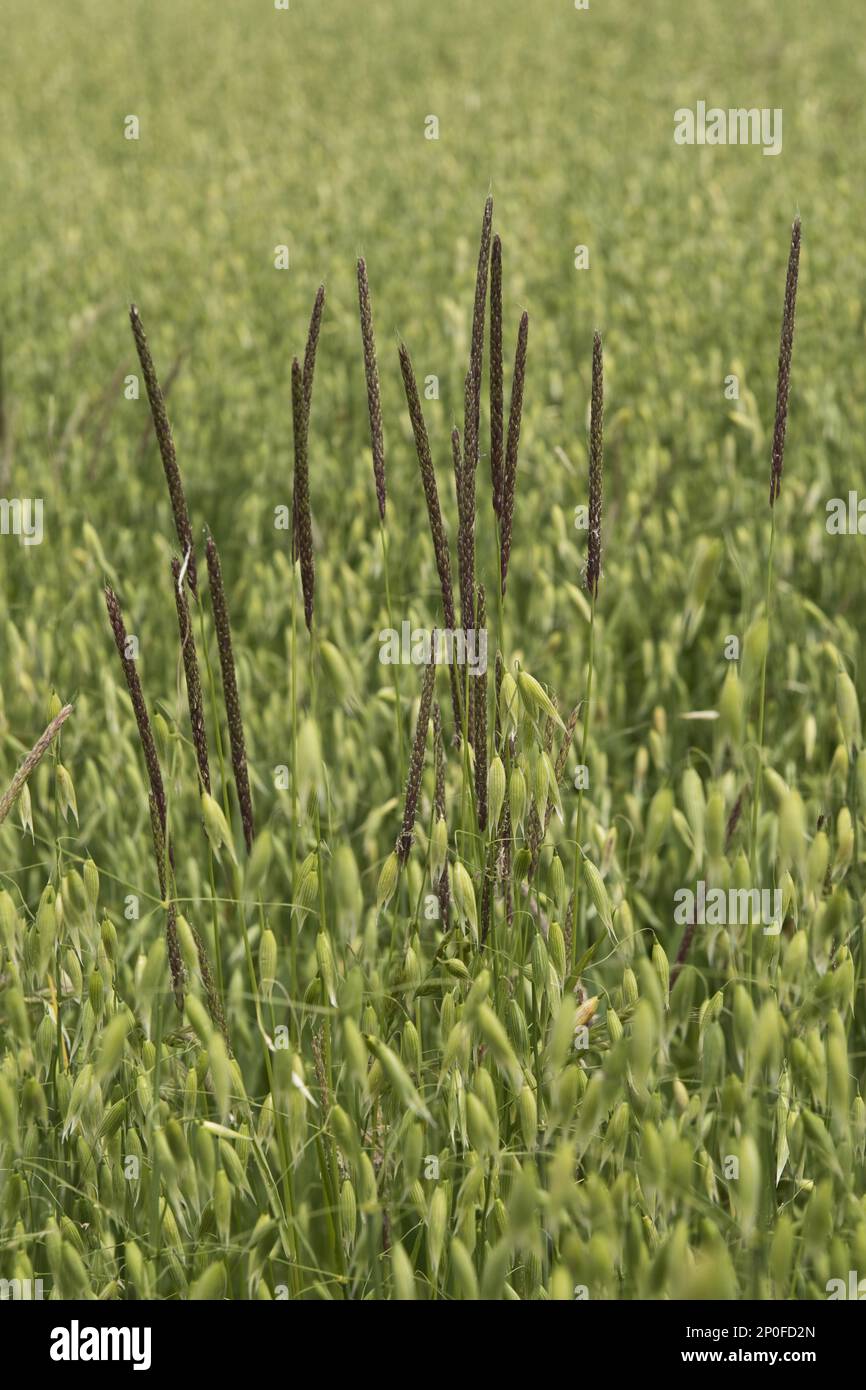 Blackgrass, Alopecurus myosuroides, seeding in a weak oats crop in ear Stock Photo